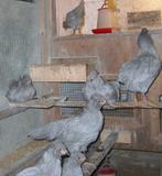 Jonge Lavendel Araucana's, Dieren en Toebehoren, Pluimvee, Meerdere dieren, Kip