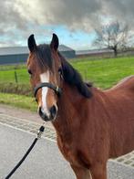 Knappe 3,5 jarige welsh, Dieren en Toebehoren, Paarden, Merrie, 3 tot 6 jaar