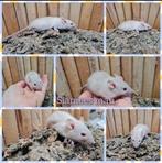 lieve tamme rittens, Dieren en Toebehoren, Rat, April, Meerdere dieren, Tam
