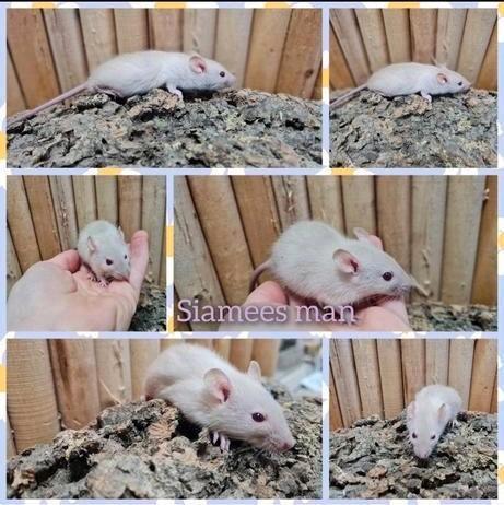 lieve tamme rittens, Dieren en Toebehoren, Knaagdieren, Meerdere dieren, Rat, April, Tam