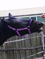 Verzorger paard gezocht Almere, Dieren en Toebehoren, Stalling en Weidegang