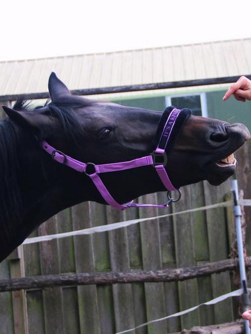 Verzorger paard gezocht Almere, Dieren en Toebehoren, Stalling en Weidegang