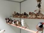 Witte spitstaartamadine - Poephila acuticauda, Meerdere dieren, Tropenvogel, Geringd