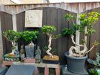 bonsai's, Ophalen, Halfschaduw