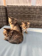 3 kitten Britse kortehaar, Dieren en Toebehoren, Meerdere dieren, 0 tot 2 jaar