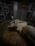 Fleslammeren te koop., Meerdere dieren, Schaap, 0 tot 2 jaar