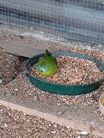 Turquoisine parkieten, Dieren en Toebehoren, Meerdere dieren, Parkiet