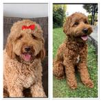 Goldendoodle x Australian labradoodle, Dieren en Toebehoren, Honden | Niet-rashonden, Rabiës (hondsdolheid), 8 tot 15 weken, Meerdere