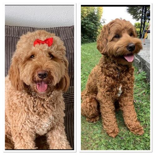 Goldendoodle x Australian labradoodle, Dieren en Toebehoren, Honden | Niet-rashonden, Middel, Meerdere dieren, Particulier, Meerdere