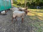 Coburger Fuchs ooi, Dieren en Toebehoren, Vrouwelijk, Schaap, 0 tot 2 jaar
