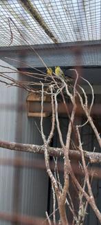 3 Europese sijs mannen, Mannelijk, Wildzangvogel, Geringd