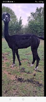 5 Alpaca vachten, Ophalen of Verzenden, Nieuw, Spinwol