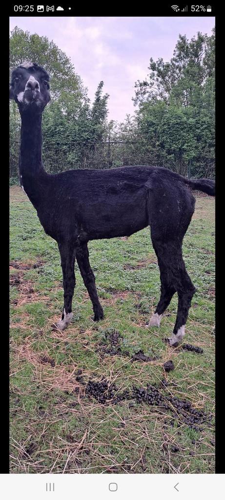 5 Alpaca vachten, Hobby en Vrije tijd, Spinnewielen en Spinnen, Nieuw, Spinwol, Ophalen of Verzenden