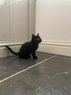 Super schattige kitten / poesje, Dieren en Toebehoren, Katten en Kittens | Overige Katten, Meerdere dieren