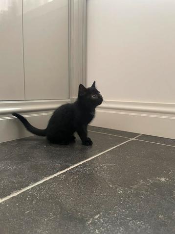 Super schattige kitten / poesje beschikbaar voor biedingen