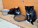 Boerderij katten mogen nu opgehaald worden, Dieren en Toebehoren, Meerdere dieren