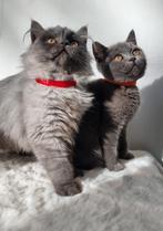 British kitten, Dieren en Toebehoren, Katten en Kittens | Raskatten | Korthaar, Poes