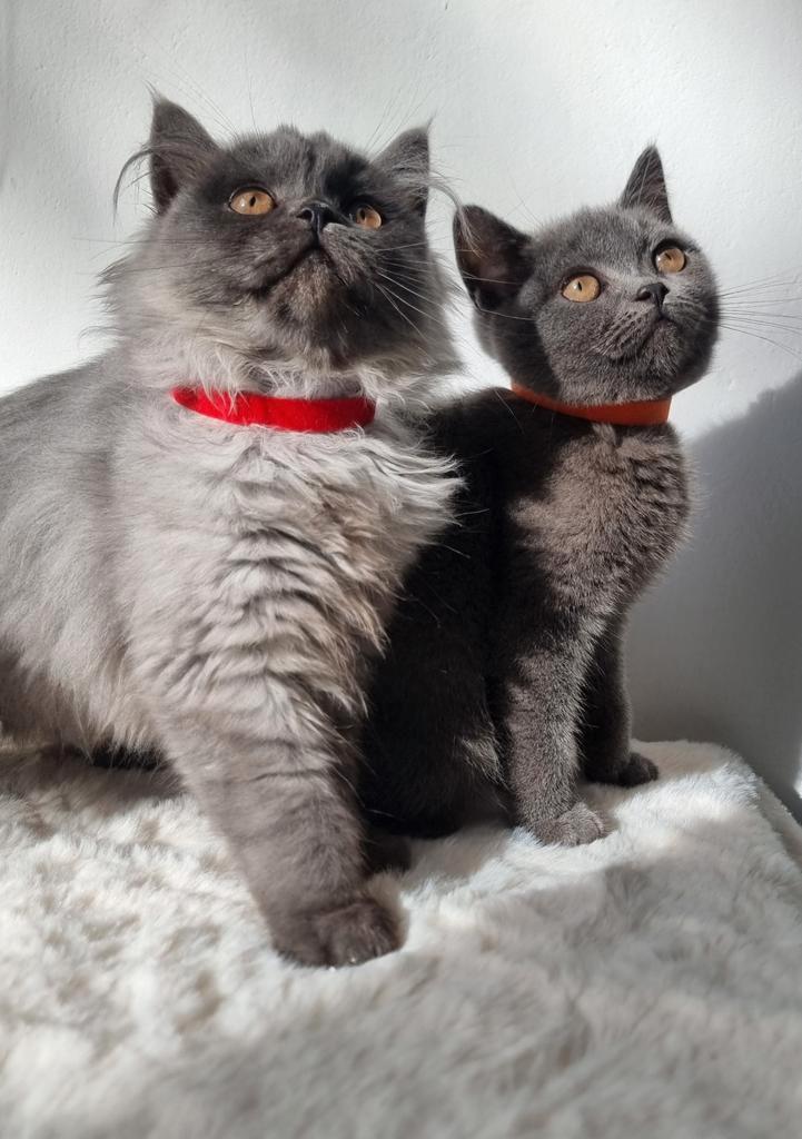 British kitten, Dieren en Toebehoren, Katten en Kittens | Raskatten | Korthaar, Poes