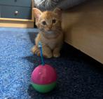 Poesje ze is 8 weken, Dieren en Toebehoren, Poes