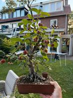 Sierappel Bonsai Malus, Ophalen of Verzenden, Volle zon, Overige soorten, Minder dan 100 cm