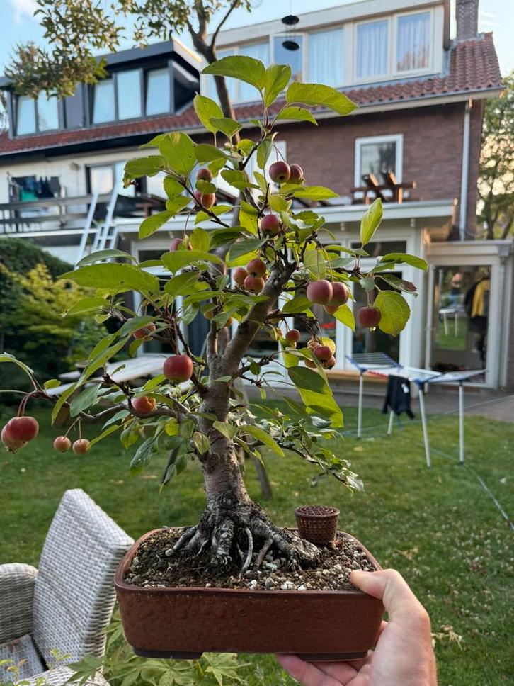 Sierappel Bonsai Malus, Tuin en Terras, Planten | Bomen, Overige soorten, Minder dan 100 cm, Volle zon, Ophalen of Verzenden