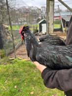 Araucana haan, Dieren en Toebehoren, Pluimvee, Mannelijk, Kip