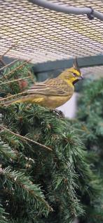 Groene kardinaal man 2025, Dieren en Toebehoren, Mannelijk, Geringd
