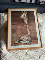 Leuke foto van giraffen in lijst KOOPJE, Foto of Poster, Zo goed als nieuw, 50 tot 75 cm, Ophalen