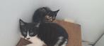 Kittens zoeken nieuw thuis, Dieren en Toebehoren, Katten en Kittens | Overige Katten, Meerdere dieren
