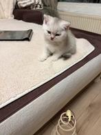Superschattige Britsekorthaar kittens, Dieren en Toebehoren, Katten en Kittens | Raskatten | Korthaar, Meerdere dieren, Ontwormd