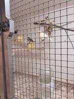 kanarie poppen, Vrouwelijk, Kleurkanarie