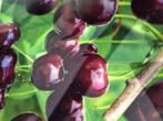 Hoogstam fruitbomen appel en peer - Diverse rassen, Lente, Volle zon, In pot, Ophalen of Verzenden