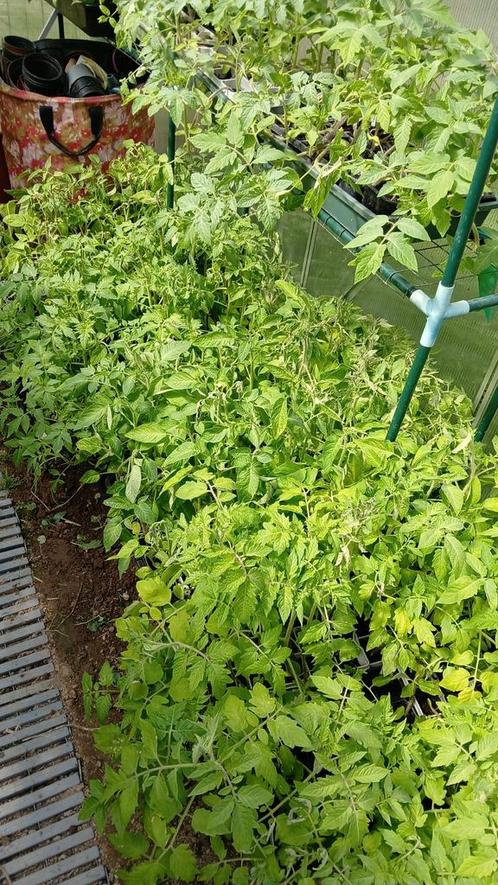 tomatenplantjes 70 cm en paprika plantjes,, Tuin en Terras, Planten | Tuinplanten, Eenjarig, Groenteplanten, Volle zon, Zomer