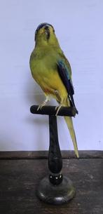 Opgezette vogel, Verzamelen, Dierenverzamelingen, Ophalen of Verzenden, Zo goed als nieuw, Vogel, Opgezet dier