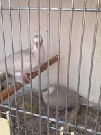 Lachduif, Meerdere dieren, Tortelduif