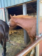 1 Uitloopstal Lonneker, Dieren en Toebehoren, 1 paard of pony