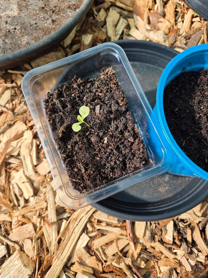 Andijvie zaden 30 stuks 1 euro, Tuin en Terras, Bloembollen en Zaden, Zaad, Najaar, Volle zon, Ophalen of Verzenden