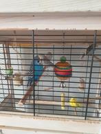 6 parkieten incl kooi met benodigdheden, Dieren en Toebehoren, Vogels | Kanaries, Meerdere dieren, Kleurkanarie