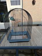 Agapornis, Dieren en Toebehoren, Vogels | Parkieten en Papegaaien, Mannelijk, Dwergpapegaai of Agapornis