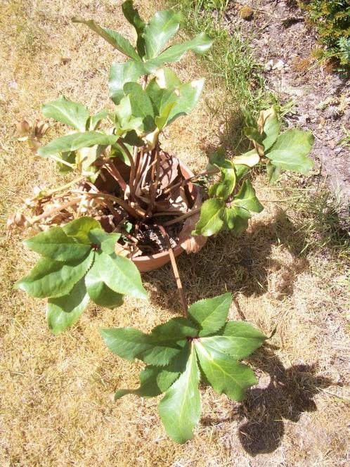 Helleborus - Kerstroos - Vaste plant - Roze  Wit, Tuin en Terras, Planten | Tuinplanten, Vaste plant, Overige soorten, Halfschaduw