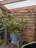 Hele mooie grote kamerlinde in pot, Huis en Inrichting, Kamerplanten, Ophalen, In pot, Halfschaduw, Minder dan 100 cm