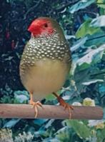 Binsenastrilde mannen, Dieren en Toebehoren, Mannelijk