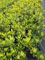 200 Rhodendron's "nova zembla", Tuin en Terras, Planten | Tuinplanten, Ophalen of Verzenden, Overige soorten, Halfschaduw