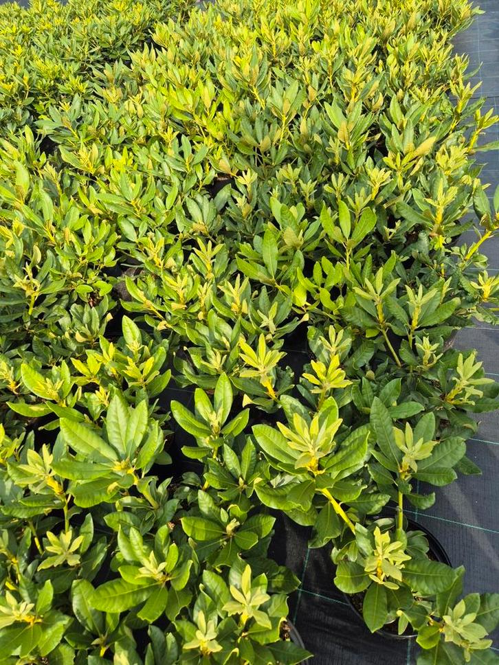 200 Rhodendron's "nova zembla", Tuin en Terras, Planten | Tuinplanten, Overige soorten, Halfschaduw, Ophalen of Verzenden