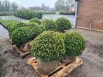 Ilex Crenata Convexa bolvormen in alle maten, Tuin en Terras, Planten | Struiken en Hagen, Ophalen of Verzenden, Hulst, Struik