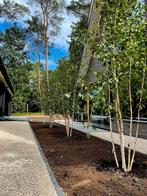 Betula utilis 'Doorenbos' meerstam berk🌿, Tuin en Terras, Planten | Bomen, Ophalen, Bloeit niet, Volle zon, Overige soorten