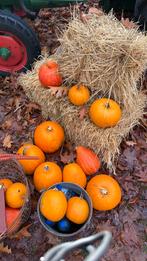 Geatis af te halen: diverse pompoenen, Ophalen, Volle zon