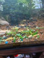 L144 blauwe ogen, Dieren en Toebehoren, Vis, Zoetwatervis