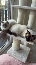 Twee lieve Ragdolls zoeken samen een nieuw thuis, Dieren en Toebehoren, Katten en Kittens | Raskatten | Langhaar, Poes, Ontwormd