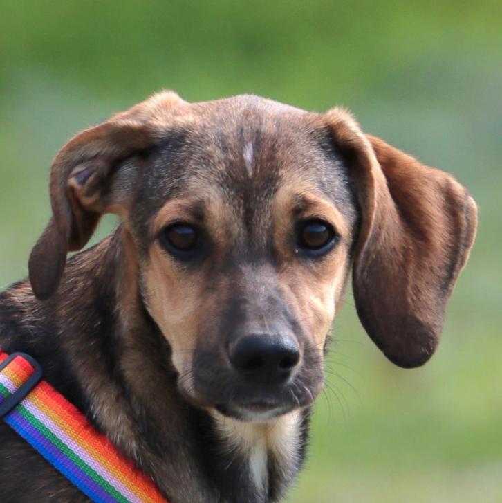 GaGa Animal Care - BOLT (kan naar NL komen), Dieren en Toebehoren, Honden | Niet-rashonden, Groot, Reu, Particulier, Eén hond